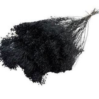 Dolce Vita Bloom de balai noir fleurs séchées | Longueur ± 55 centimètres | Poids 100 grammes