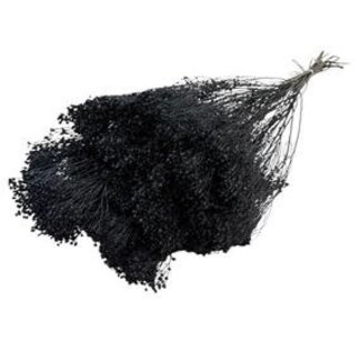 Dolce Vita Schwarze Broom Bloom Trockenblumen | Länge ± 55 Zentimeter | Gewicht 100 Gramm