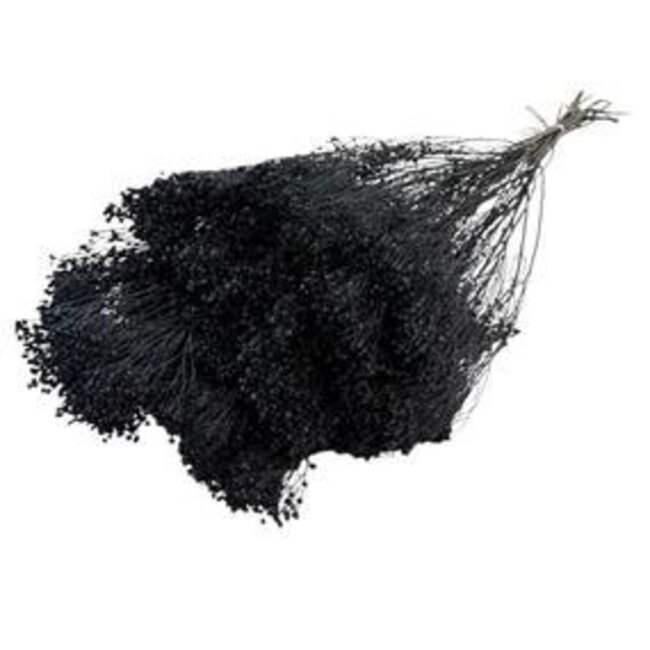 Zwarte Broom Bloom droogbloemen | Lengte ± 55 centimeter | Gewicht 100 gram