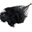 Zwarte Broom Bloom droogbloemen | Lengte ± 55 centimeter | Gewicht 100 gram