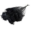 Schwarze Broom Bloom Trockenblumen | Länge ± 55 Zentimeter | Gewicht 100 Gramm
