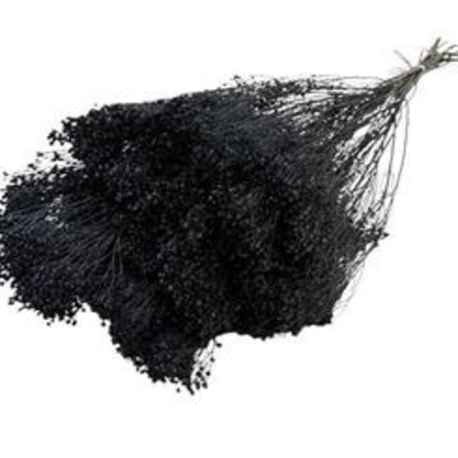 Schwarze Broom Bloom Trockenblumen | Länge ± 55 Zentimeter | Gewicht 100 Gramm