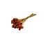Orange Craspedia dried flowers | Length ± 55 centimetres | Per 40 stems
