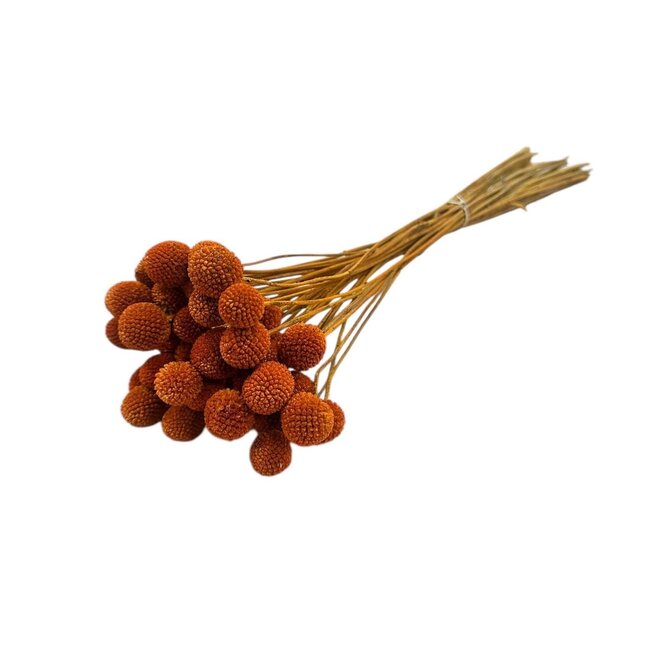 Craspedia séchée orange | Longueur ± 55 centimètres | Par 40 tiges