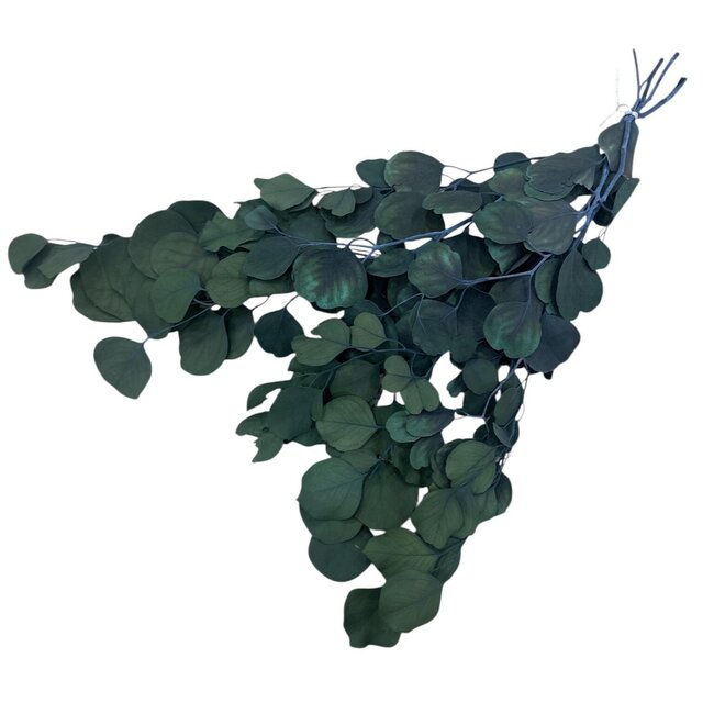 Eucalyptus Populus Preserved | Natural Green | 150 grams | Length 60 centimetres