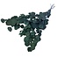 Eucalyptus Populus Preserved | Natural Green | 150 grams | Length 60 centimetres