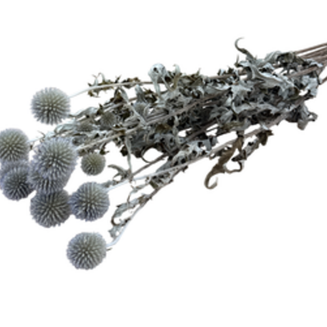 Natural blue-grey Echinops dried flowers | Length ± 65 centimetres | Per 8 stems