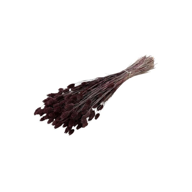 Brown Phalaris dried flowers | Length ± 65 centimetres | Weight ± 150 grams