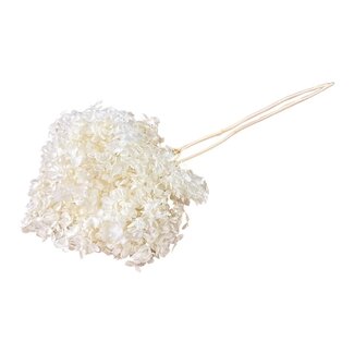 Casa Alegria Wit gebleekte Hydrangea Cabeza | Gepreserveerde Hortensia | Lengte ± 70 gram | Per stuk