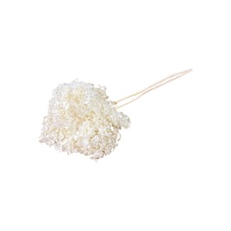 Casa Alegria Wit gebleekte Hydrangea Cabeza | Gepreserveerde Hortensia | Lengte ± 70 gram | Per stuk
