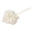 Wit gebleekte Hydrangea Cabeza | Gepreserveerde Hortensia | Lengte ± 70 gram | Per stuk