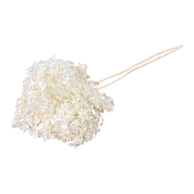White Bleached Hydrangea Cabeza | Preserved Hydrangea | Length ± 70 grams | Per piece