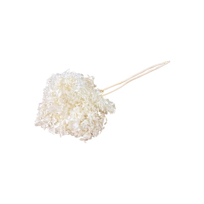 Wit gebleekte Hydrangea Cabeza | Gepreserveerde Hortensia | Lengte ± 70 gram | Per stuk