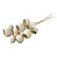 Dried Bellgums | Colour: White Bleached | Bell Cup Stick | Length ± 40 centimetres | 10 per bunch