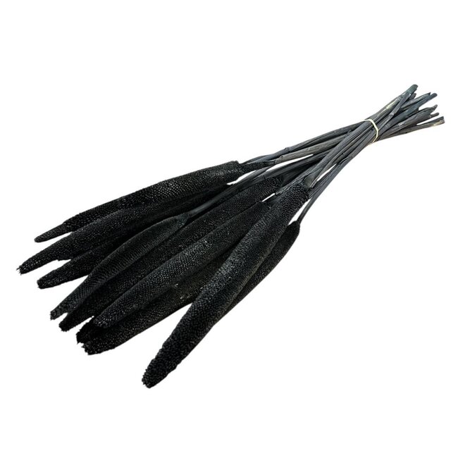 Schwarze Babala Trockenblumen | Länge ± 65 Zentimeter | Pro 15 Stiele
