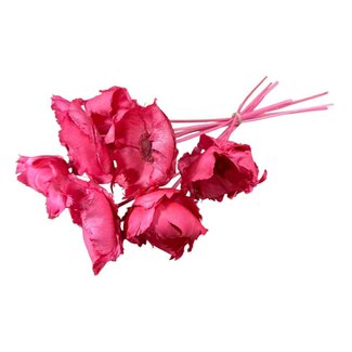 Casa Alegria Roze Palm Cup droogbloemen | Lengte ± 60 centimeter | Per 10 takken