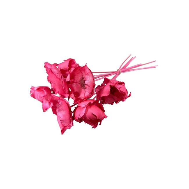Pink Palm Cup dried flowers | Length ± 60 centimetres | Per 10 stems