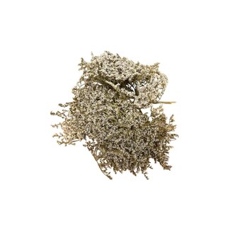 Casa Alegria Gedroogde Zeelavendel | Kleur: Wit Naturel | Limonium Tatarica Droogbloemen | Lengte ± 30 cm | Per 5 takjes