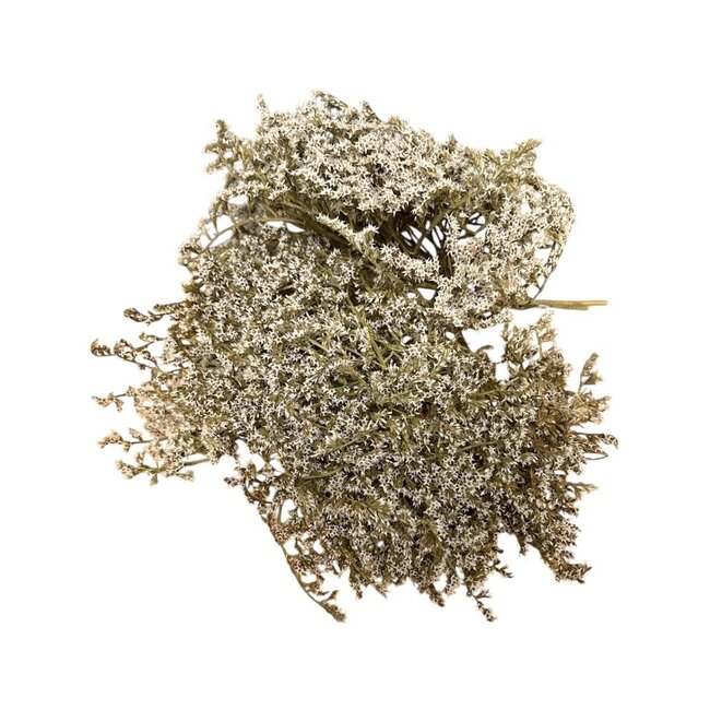 Dried Sea Lavender | Colour: Natural White | Limonium Tatarica Dried Flowers | Length ± 30 cm | Per 5 stems