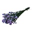 Fleurs préservées Lila Statice Sinuata | Longueur ± 65 centimètres | Poids ± 75 grammes