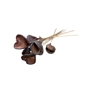 Casa Alegria Badam on stem | Colour: Natural brown | Length of stick approximately 40 centimetres | Per 10 stems