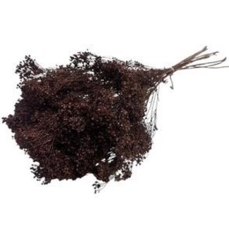 Dolce Vita Bruine Broom Bloom droogbloemen | Lengte ± 55 centimeter | Gewicht 100 gram