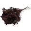 Bruine Broom Bloom droogbloemen | Lengte ± 55 centimeter | Gewicht 100 gram
