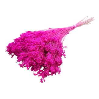 Dolce Vita Dunkelrosa Broom Bloom Trockenblumen | Länge ± 55 Zentimeter | Gewicht 100 Gramm