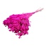 Dark Pink Broom Bloom Dried Flowers | Length ± 55 centimetres | Weight 100 grams