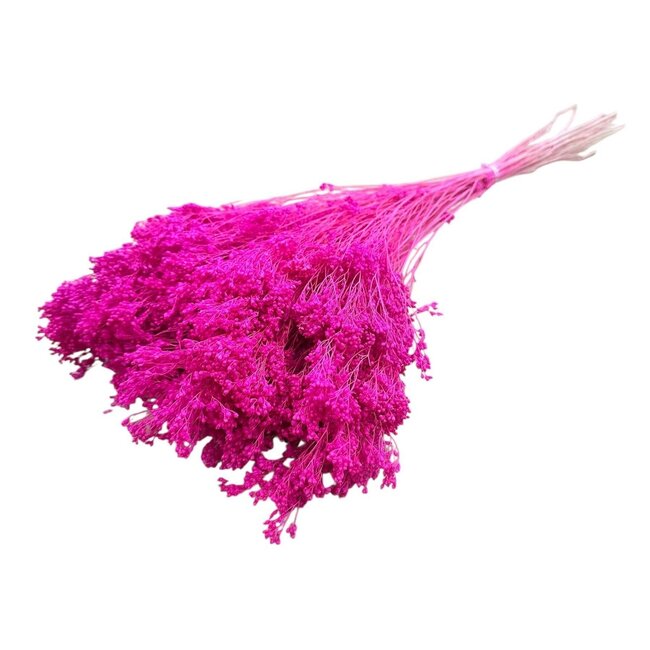 Dunkelrosa Broom Bloom Trockenblumen | Länge ± 55 Zentimeter | Gewicht 100 Gramm