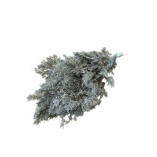 Casa Alegria Witte Asparagus Miro | Gepreserveerde takken | Lengte ± 65 centimeter | Gewicht ± 150 gram