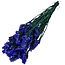 Paarse Statice Sinuata gepreserveerde bloemen | Lengte ± 65 centimeter | Gewicht ± 75 gram