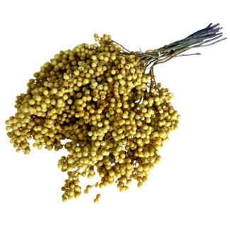 Dutch Dried Gele Schinus - Peperbessen droogdecoratie | Lengte ± 35 centimeter | Gewicht ± 150 gram