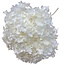 Hortensia blanchie blanche | Hortensia préservée | Longueur ± 60 centimètres | Par pièce