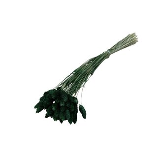 Dolce Vita Dark green Phalaris dried flowers | Length ± 65 centimetres | Weight ± 100 grams