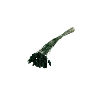 Dolce Vita Dark green Phalaris dried flowers | Length ± 65 centimetres | Weight ± 100 grams