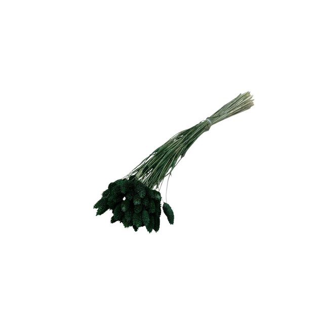 Dunkelgrüne Phalaris Trockenblumen | Länge ± 65 Zentimeter | Gewicht ± 100 Gramm