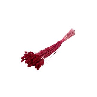 Dolce Vita Rode Phalaris droogbloemen | Lengte ± 65 centimeter | Gewicht ± 100 gram