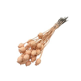 Dutch Dried Salmon-coloured Papaver Somniferum dried flowers | Length ± 65 centimetres | Weight ± 200 grams