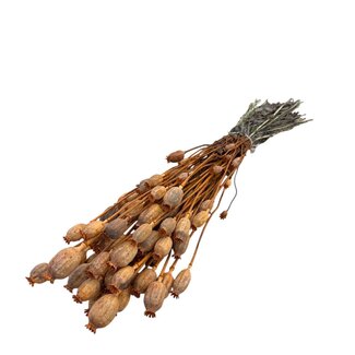 Dutch Dried Pavot Somniferum Orange fleurs séchées | Longueur ± 65 centimètres | Poids ± 200 grammes