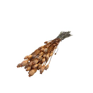 Dutch Dried Oranger Papaver Somniferum Trockenblumen | Länge ± 65 Zentimeter | Gewicht ± 200 Gramm