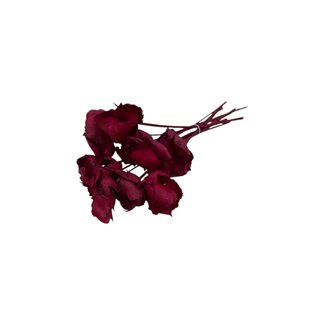 Casa Alegria Red Palm Cup dried flowers | Length ± 60 centimetres | Per 8 stems
