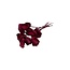 Red Palm Cup dried flowers | Length ± 60 centimetres | Per 8 stems
