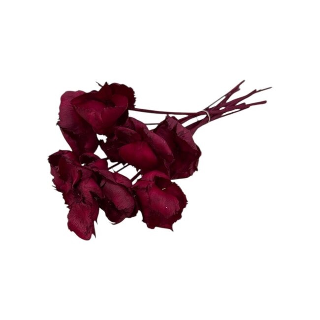 Rote Palm Cup Trockenblumen | Länge ± 60 Zentimeter | Pro 8 Zweige