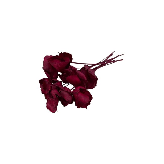 Rode Palm Cup droogbloemen | Lengte ± 60 centimeter | Per 8 takken