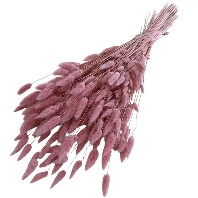 Zalmroze Lagurus droogbloemen | Lengte ± 70 centimeter | Gewicht ± 100 gram