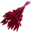 Rode Lagurus droogbloemen | Lengte ± 70 centimeter | Gewicht ± 100 gram