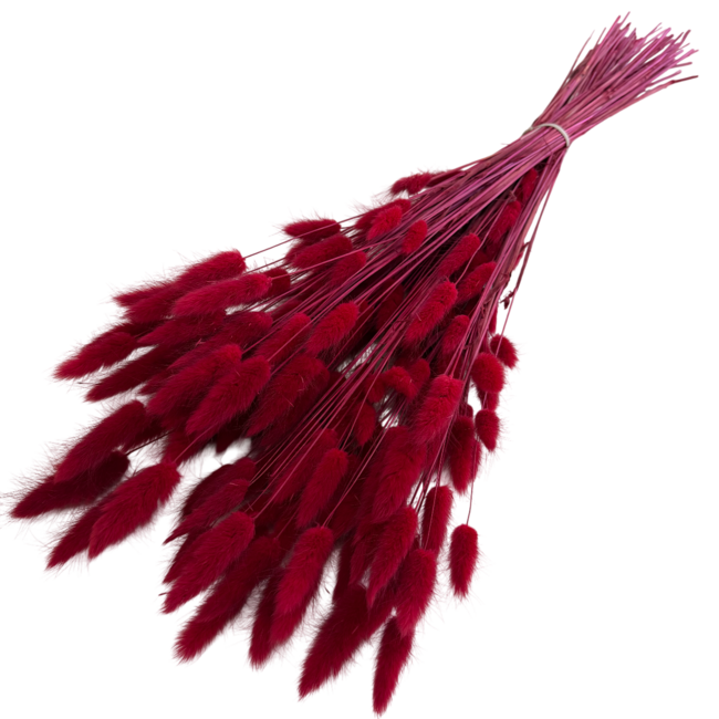 Rode Lagurus droogbloemen | Lengte ± 70 centimeter | Gewicht ± 100 gram