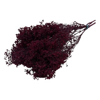 Casa Alegria Bordeaux red Broom Bloom dried flowers | Length ± 55 centimetres | Weight 125 grams