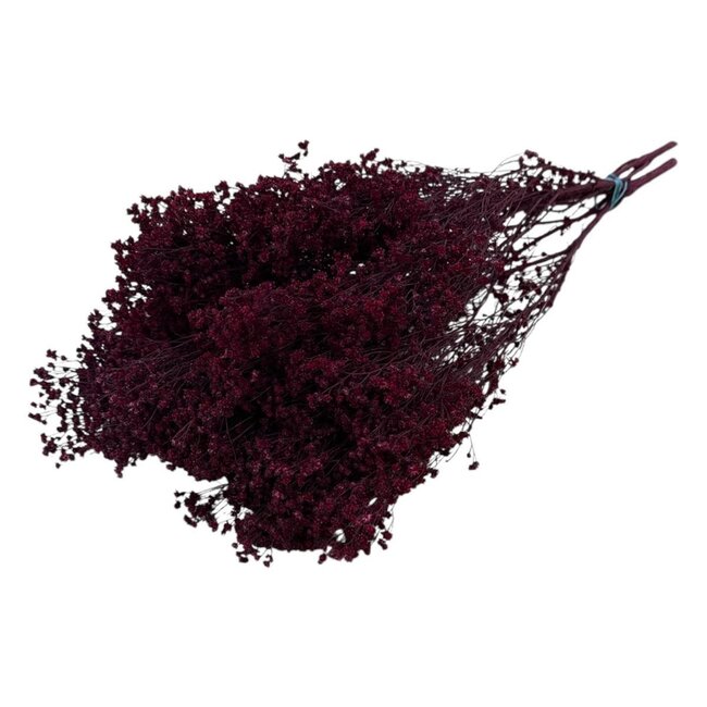 Bordeaux Broom Bloom fleurs séchées | Longueur ± 55 centimètres | Poids 125 grammes